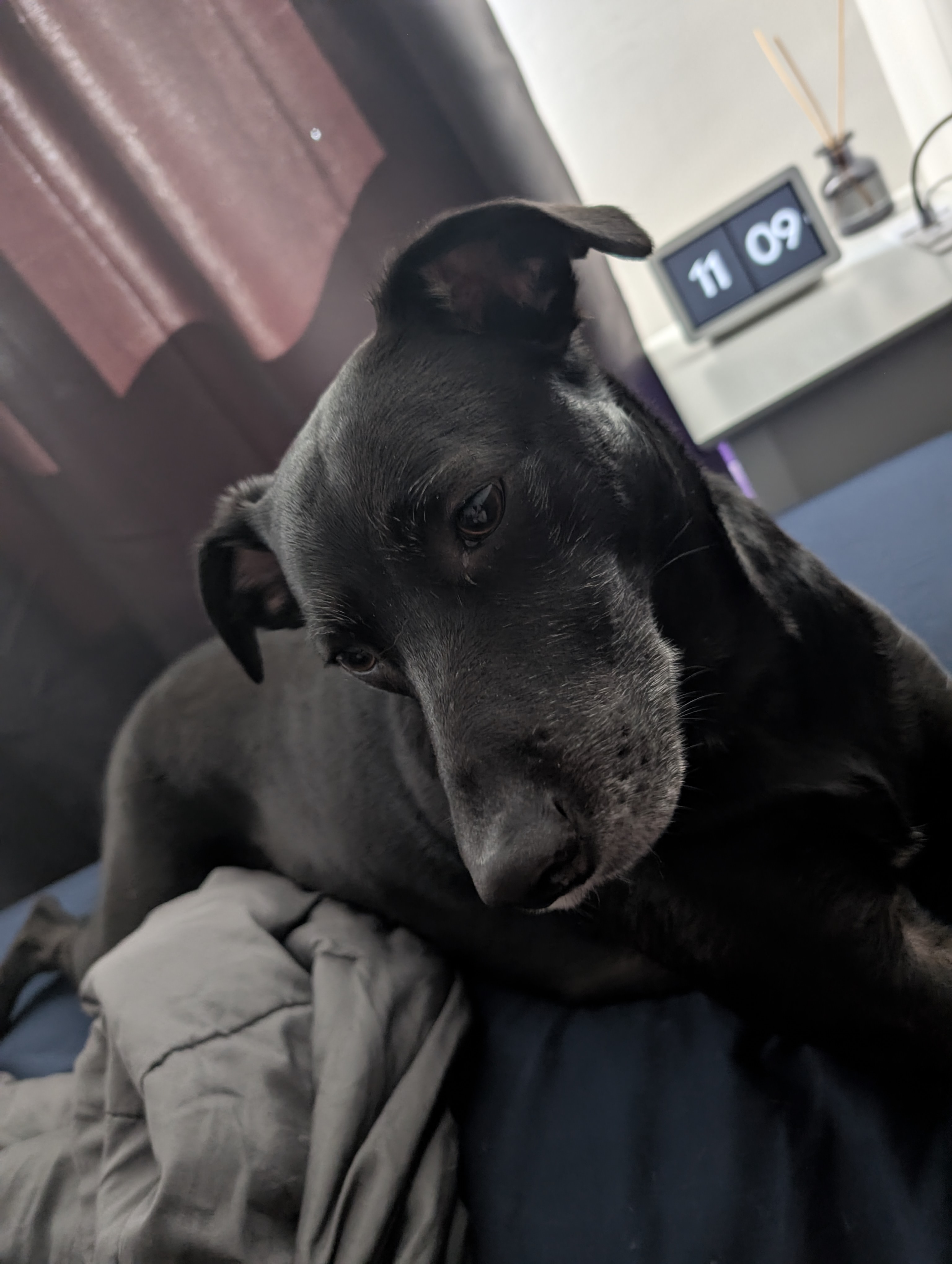 Lola resting