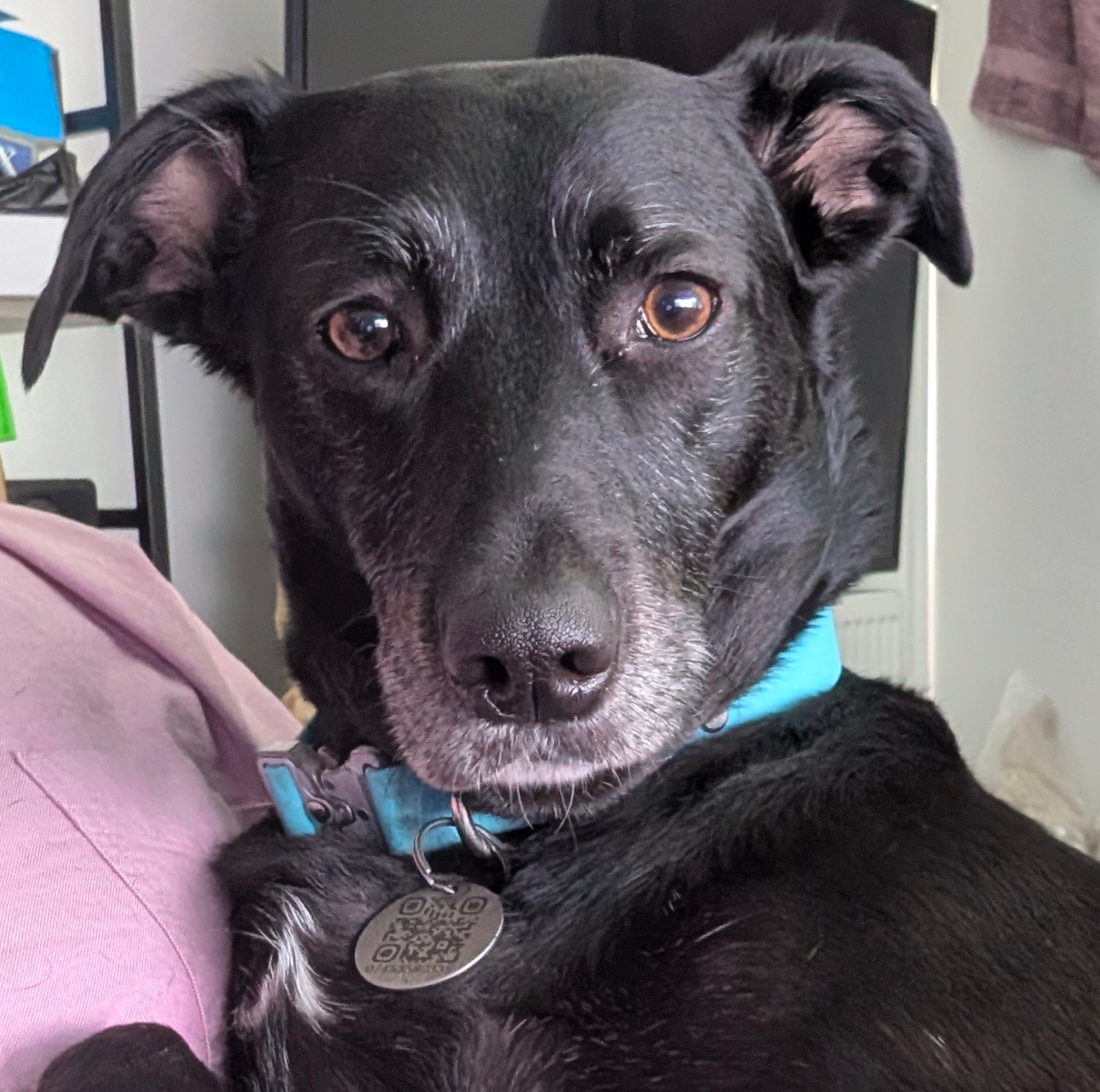 A photo of Lola the Black Lab Mix
